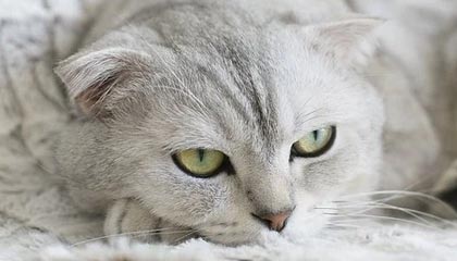 纽约交易所和上海交易所的区别？