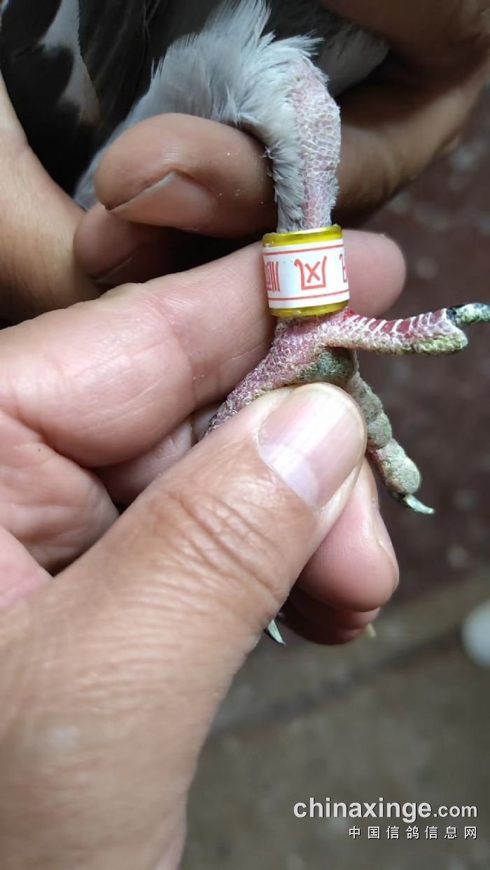 国州理财(理财钱被骗了到底能不能追回来) 国州理财(理财钱被骗了到底能不能追回来)