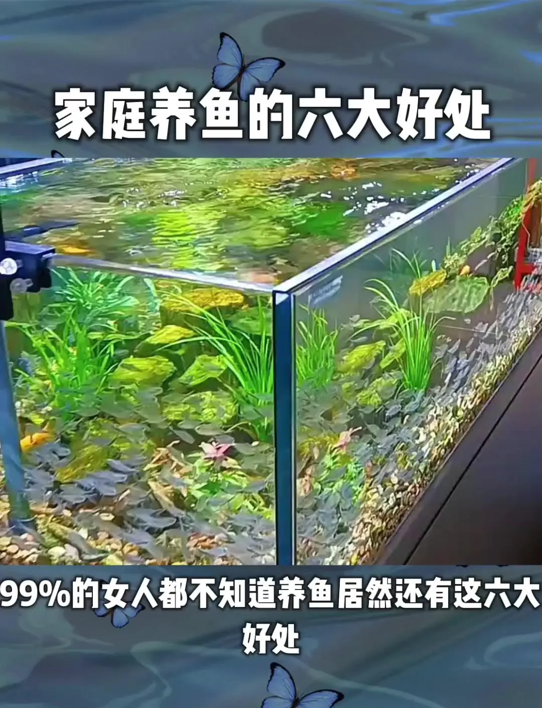 养鱼(养鱼的风水有什么讲究) 养鱼(养鱼的风水有什么讲究)