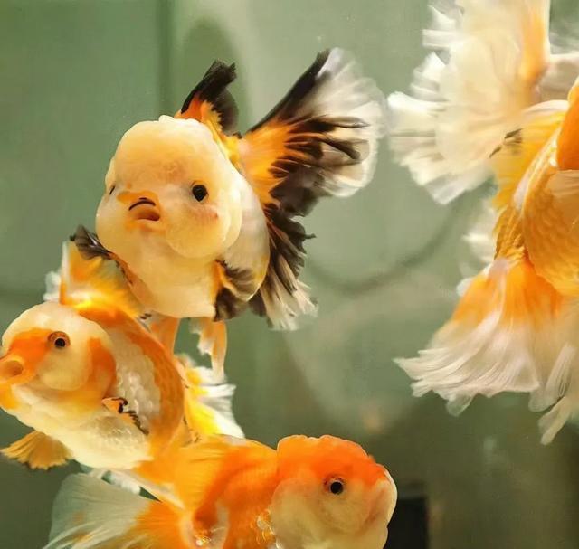 养鱼(养鱼养几条好?)