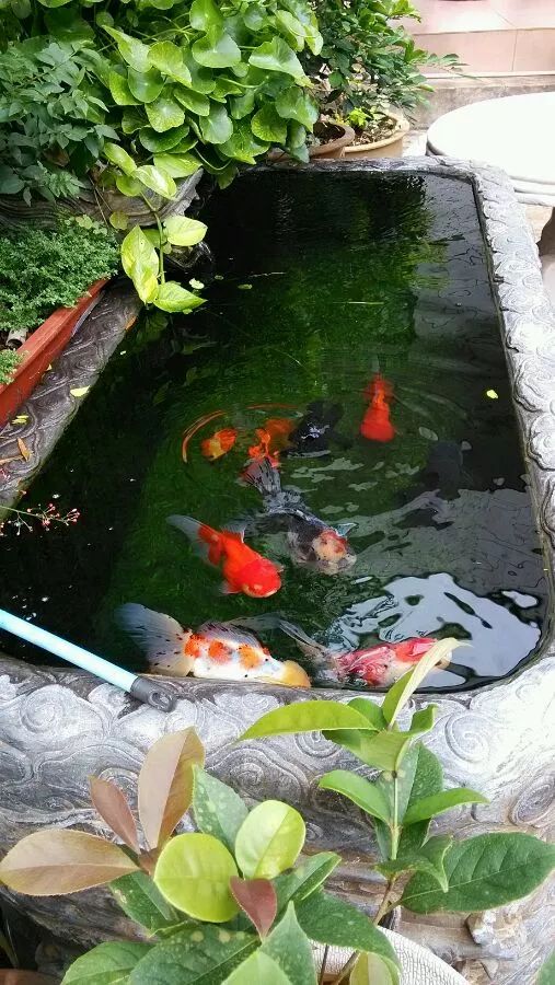 养鱼(养鱼是什么意思) 养鱼(养鱼是什么意思)