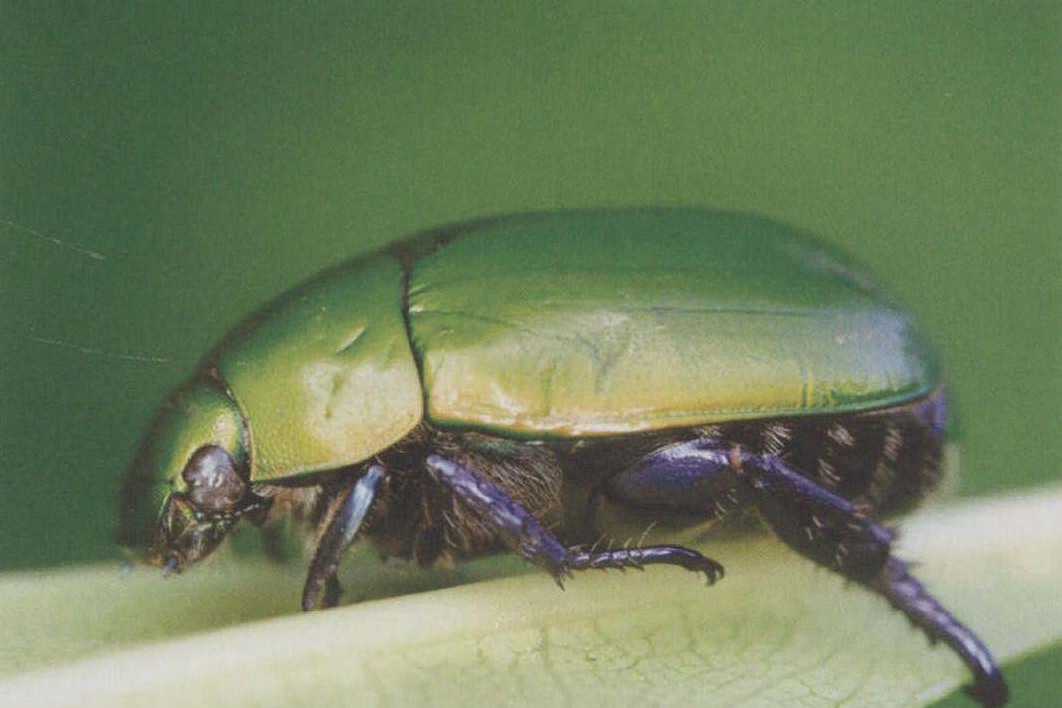 金龟(金龟子老公) 金龟(金龟子老公)