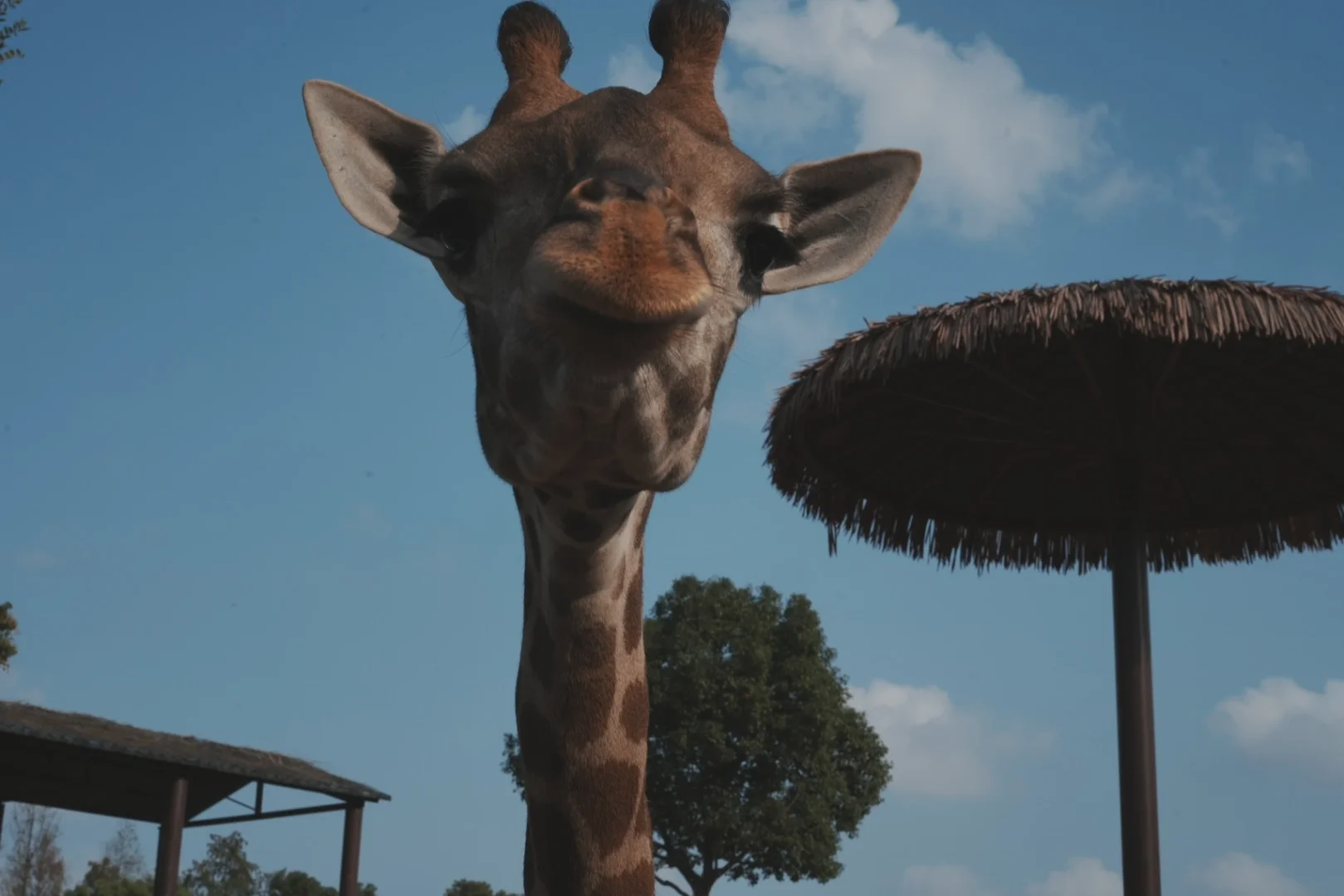 ZOOOO(zoooom) ZOOOO(zoooom)