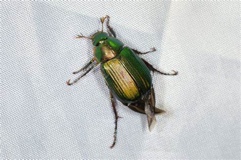 金龟(金龟婿) 金龟(金龟婿)