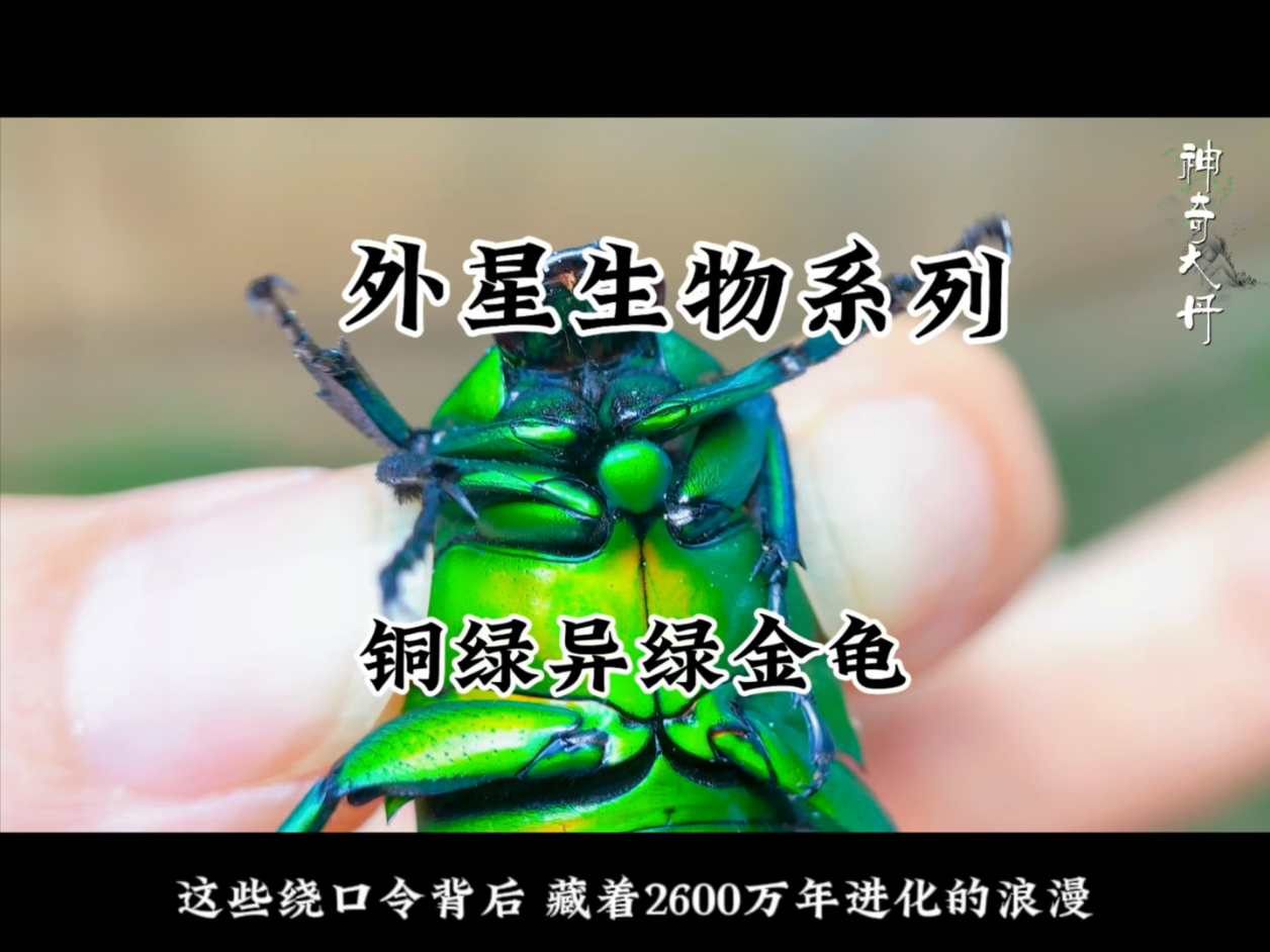 金龟(金龟子) 金龟(金龟子)