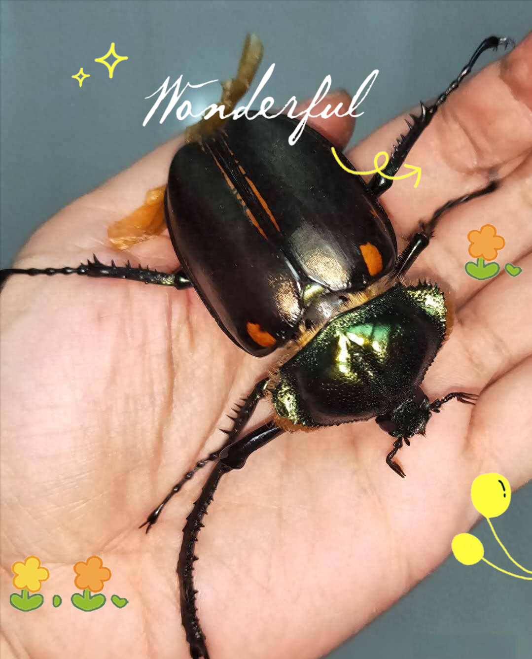 金龟(金龟换酒)