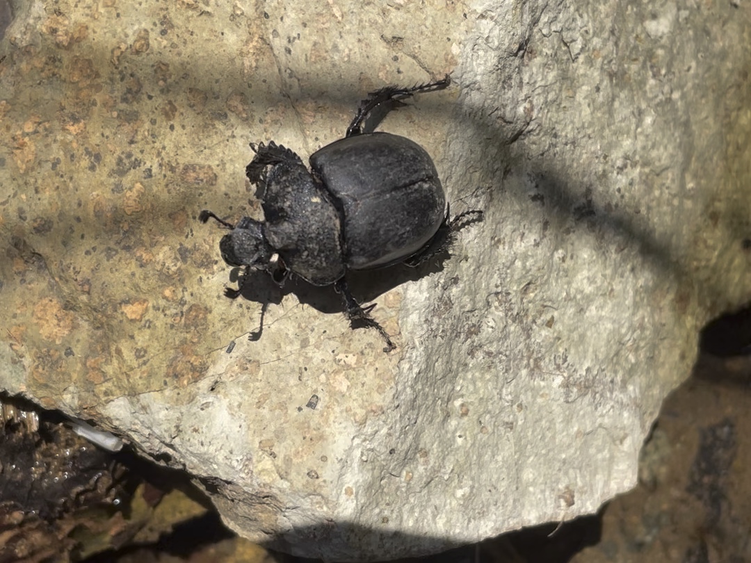 金龟(金龟换酒)