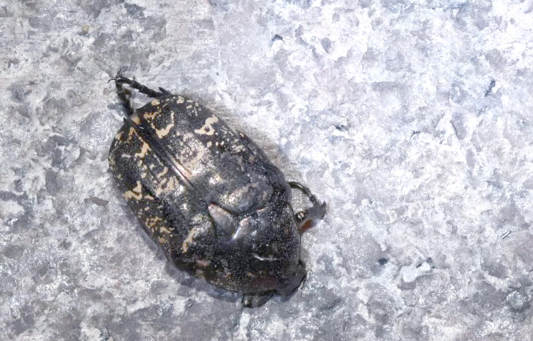 金龟(金龟次郎) 金龟(金龟次郎)