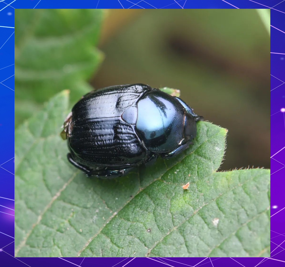 金龟(金龟子简介)