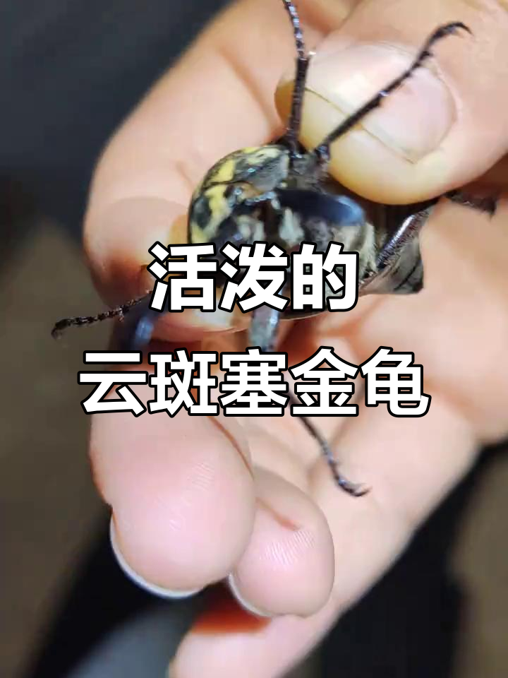 金龟(金龟肾气丸的功能与主治) 金龟(金龟肾气丸的功能与主治)