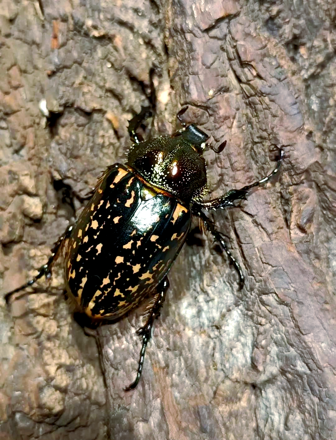 金龟(金龟补肾丸的功能主治) 金龟(金龟补肾丸的功能主治)